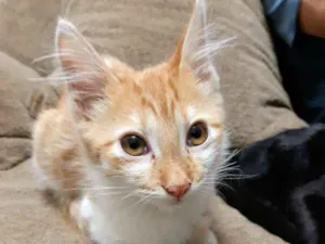 Gato raça SRD idade 2 a 6 meses nome Frederico