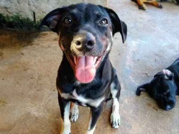 Cachorro ra a SRD idade 7 a 11 meses nome Sarah