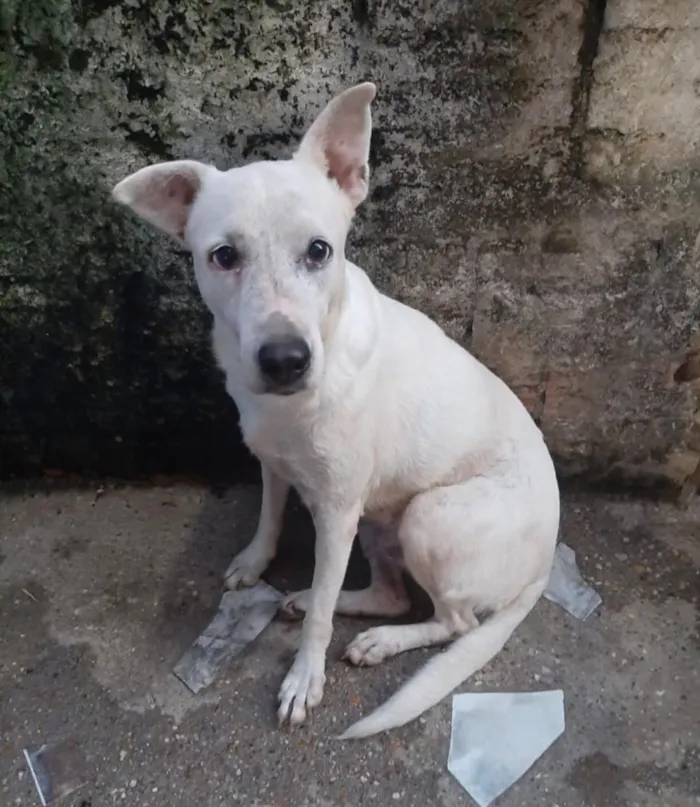 Cachorro ra a Raceada de Staff  idade 3 anos nome ESTRELA ???