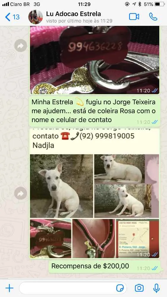 Cachorro ra a Raceada de Staff  idade 3 anos nome ESTRELA ???