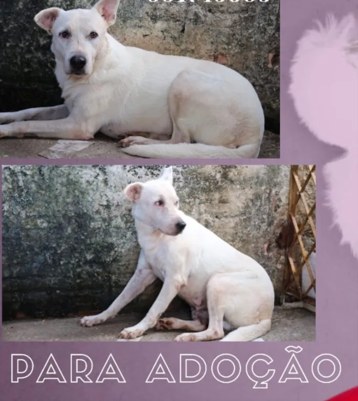 Cachorro ra a Raceada de Staff  idade 3 anos nome ESTRELA ???