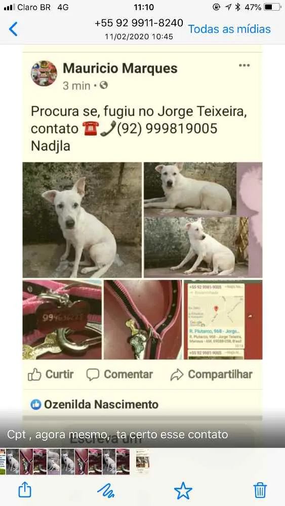 Cachorro ra a Raceada de Staff  idade 3 anos nome ESTRELA ???