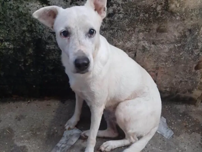 Cachorro ra a Raceada de Staff  idade 3 anos nome ESTRELA ???