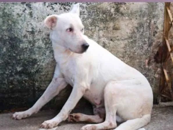 Cachorro ra a Raceada de Staff  idade 3 anos nome ESTRELA ???