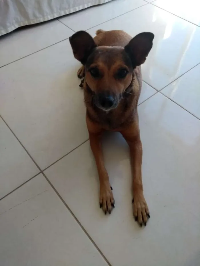 Cachorro ra a Vira lata idade 6 ou mais anos nome Xuxa