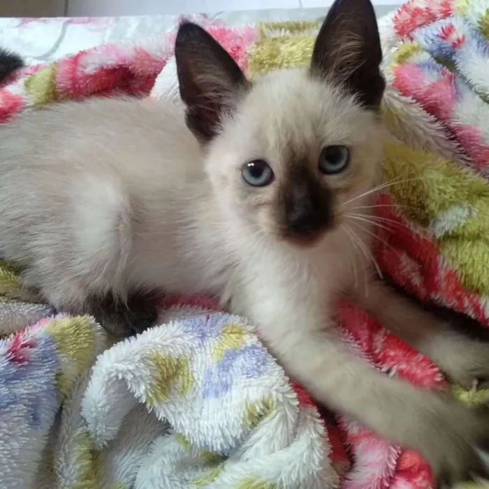 Gato ra a Srd siamês idade Abaixo de 2 meses nome Pipoca