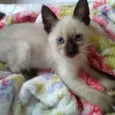 Pipoca