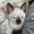 Pipoca
