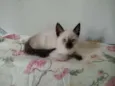 Pipoca