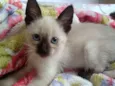 Pipoca