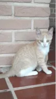 Gato raça SRD idade 2 a 6 meses nome Garfield