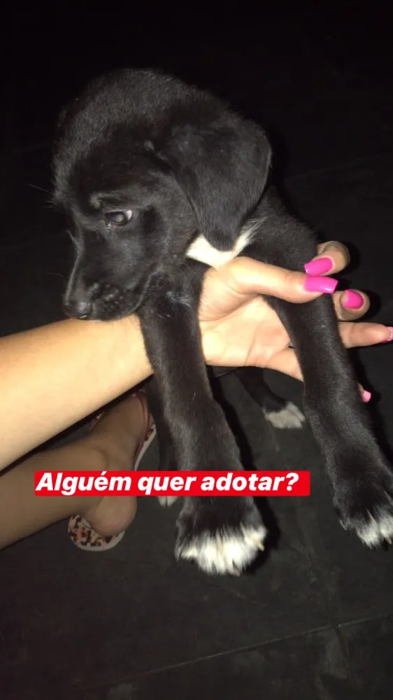 Cachorro ra a Sem raça  idade 2 a 6 meses nome Não tem nome
