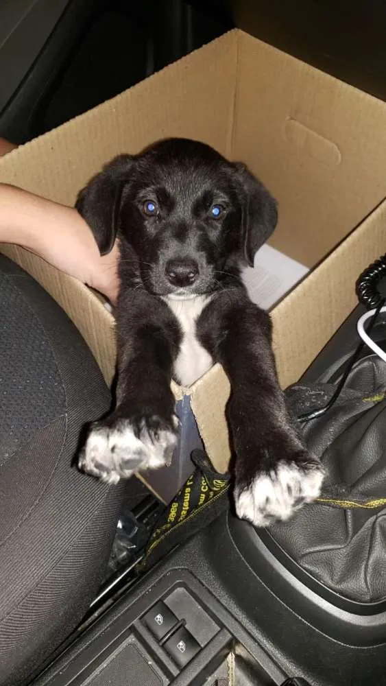 Cachorro ra a Sem raça  idade 2 a 6 meses nome Não tem nome