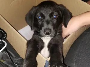 Cachorro raça Sem raça  idade 2 a 6 meses nome Não tem nome
