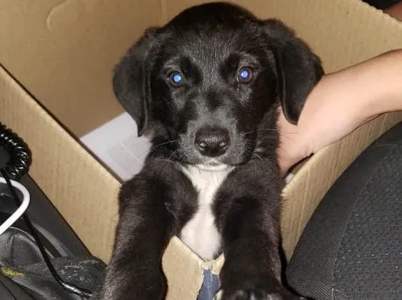 Cachorro ra a Sem raça  idade 2 a 6 meses nome Não tem nome
