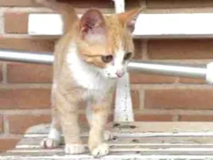 Gato raça SRD idade 2 a 6 meses nome Garfield