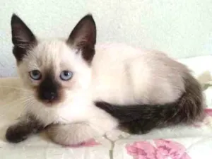 Gato raça Srd siamês idade Abaixo de 2 meses nome Pipoca