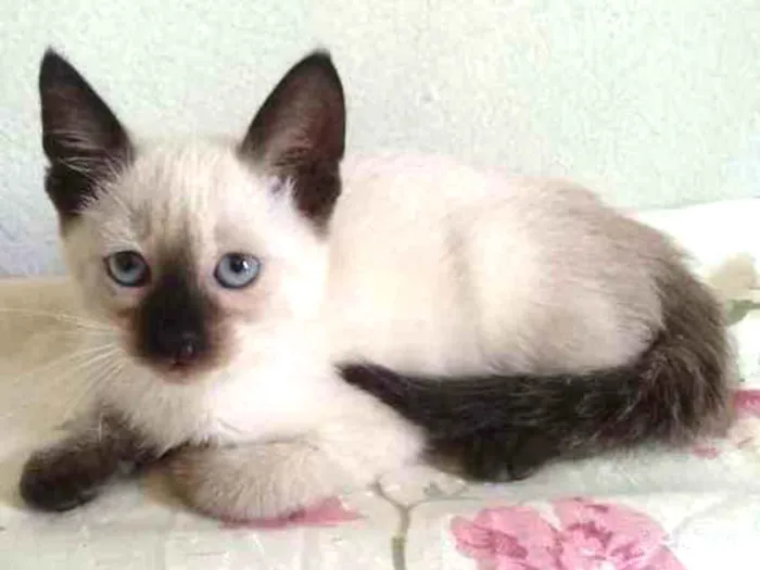 Gato ra a Srd siamês idade Abaixo de 2 meses nome Pipoca
