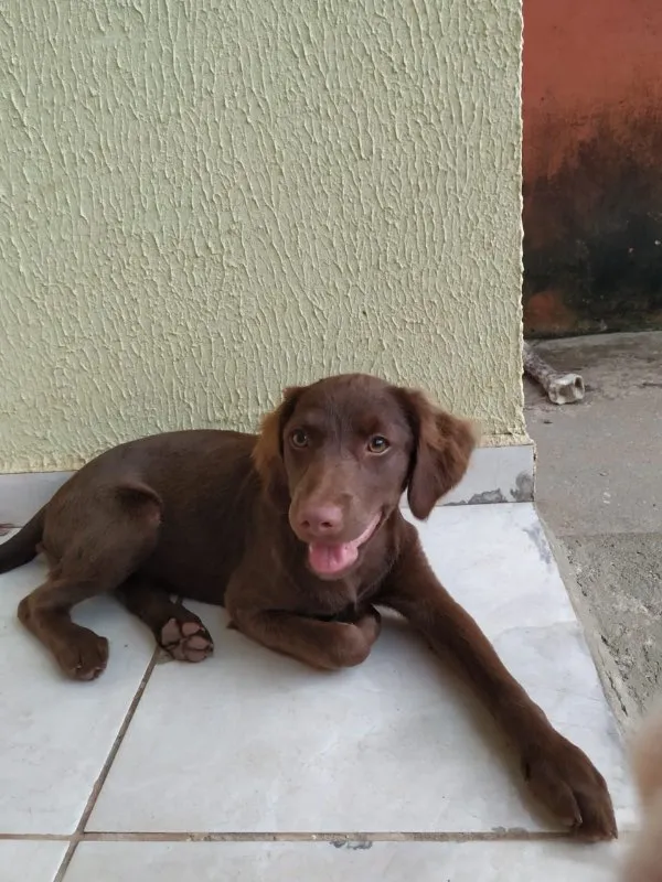Cachorro ra a SRD idade 2 a 6 meses nome Esmeralda