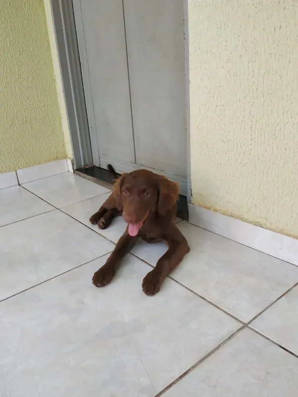 Cachorro ra a SRD idade 2 a 6 meses nome Esmeralda