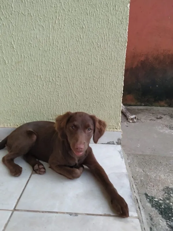 Cachorro ra a SRD idade 2 a 6 meses nome Esmeralda