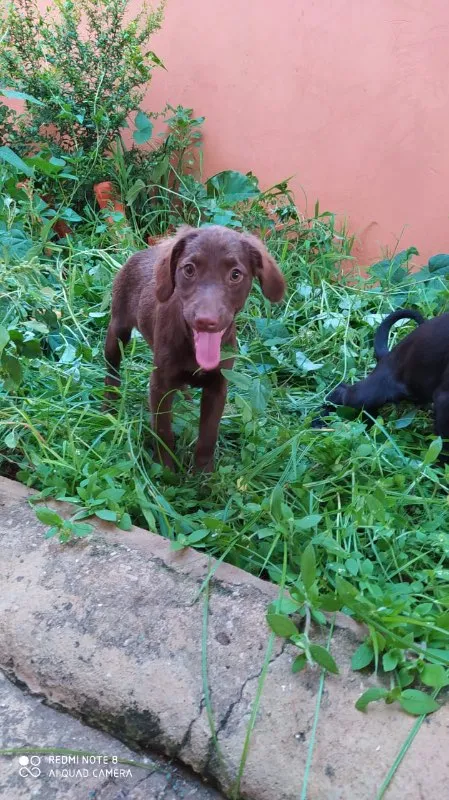 Cachorro ra a SRD idade 2 a 6 meses nome Esmeralda