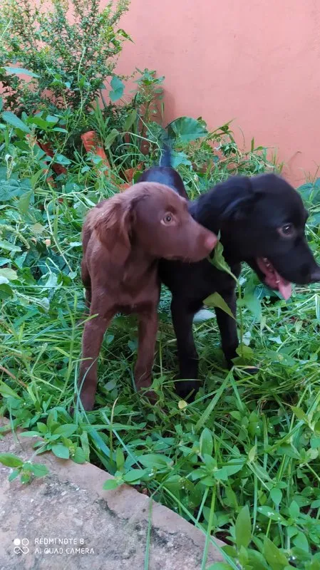 Cachorro ra a SRD idade 2 a 6 meses nome Esmeralda