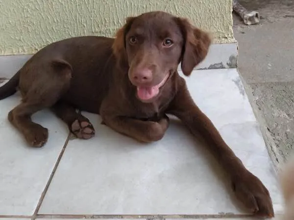 Cachorro ra a SRD idade 2 a 6 meses nome Esmeralda