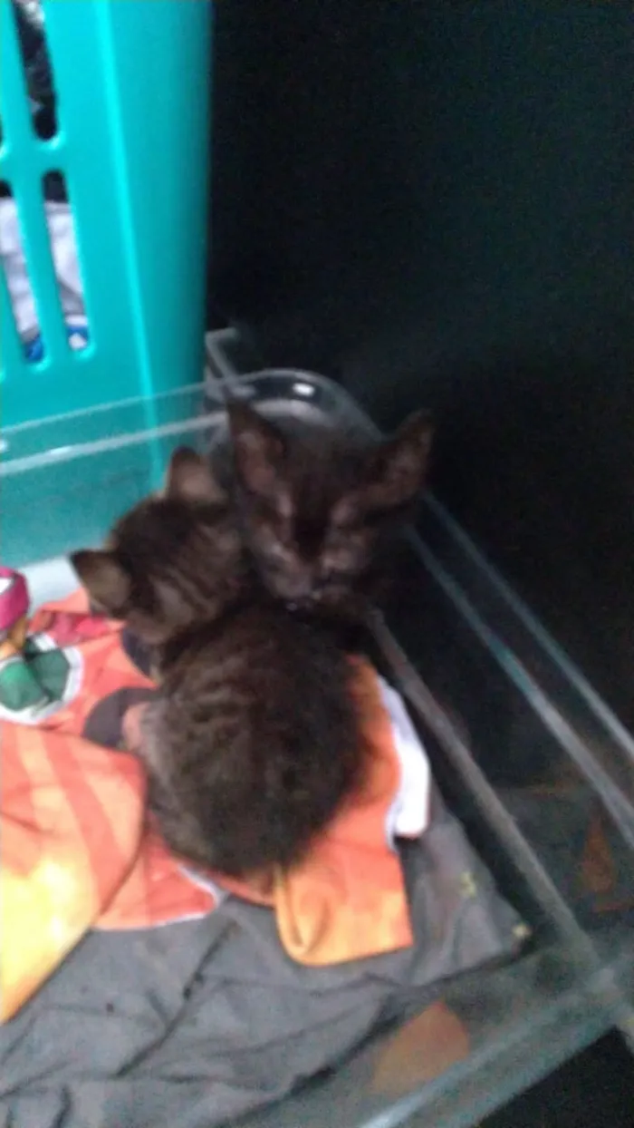 Gato ra a Normal idade Abaixo de 2 meses nome Raiado, flip 