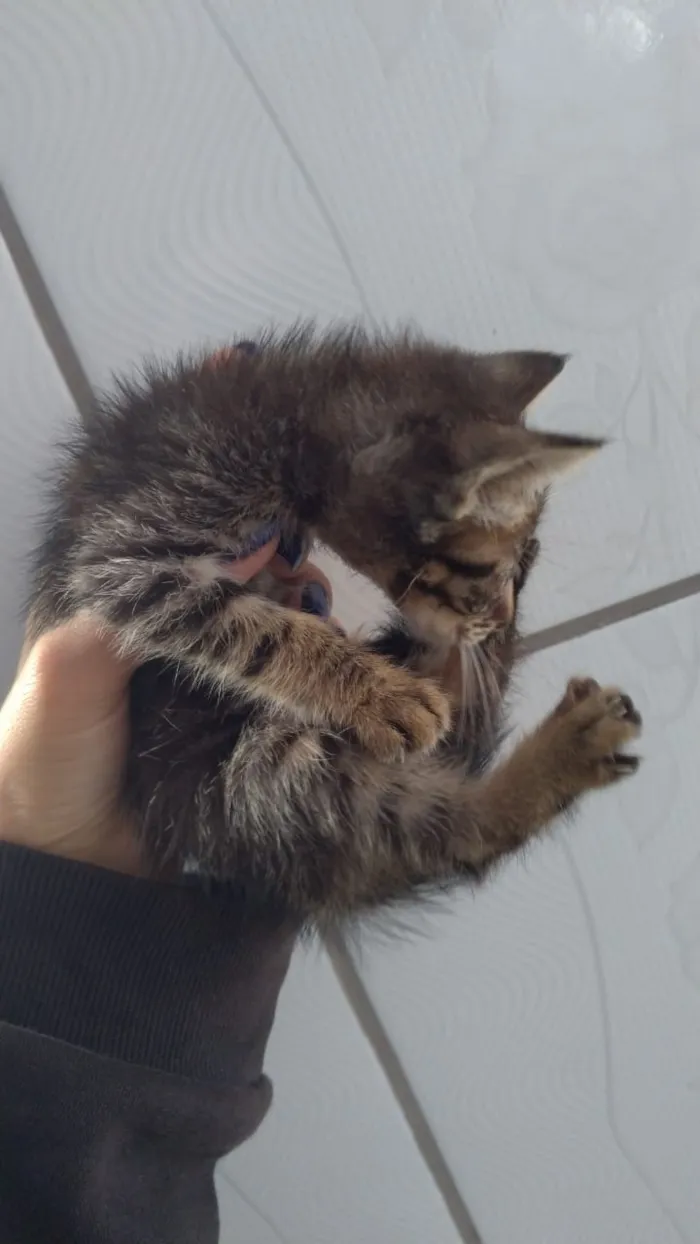 Gato ra a Normal idade Abaixo de 2 meses nome Raiado, flip 