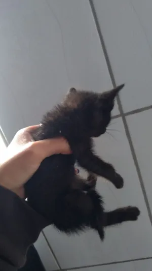 Gato raça Normal idade Abaixo de 2 meses nome Raiado, flip 