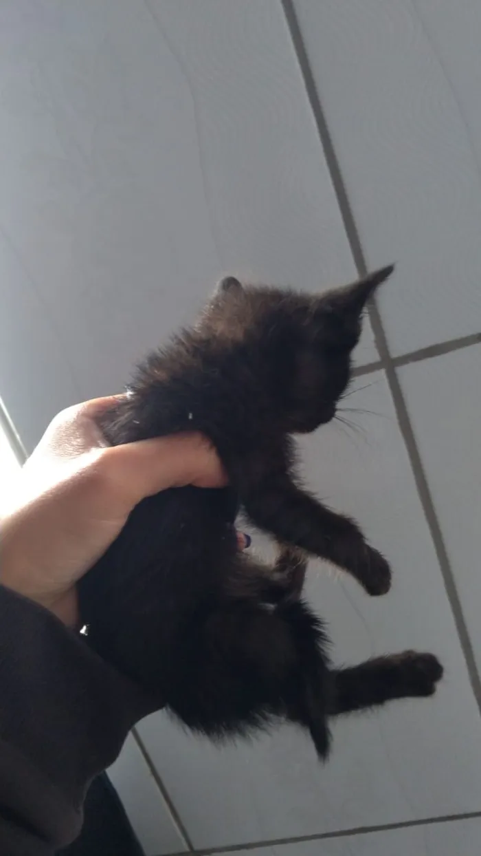 Gato ra a Normal idade Abaixo de 2 meses nome Raiado, flip 