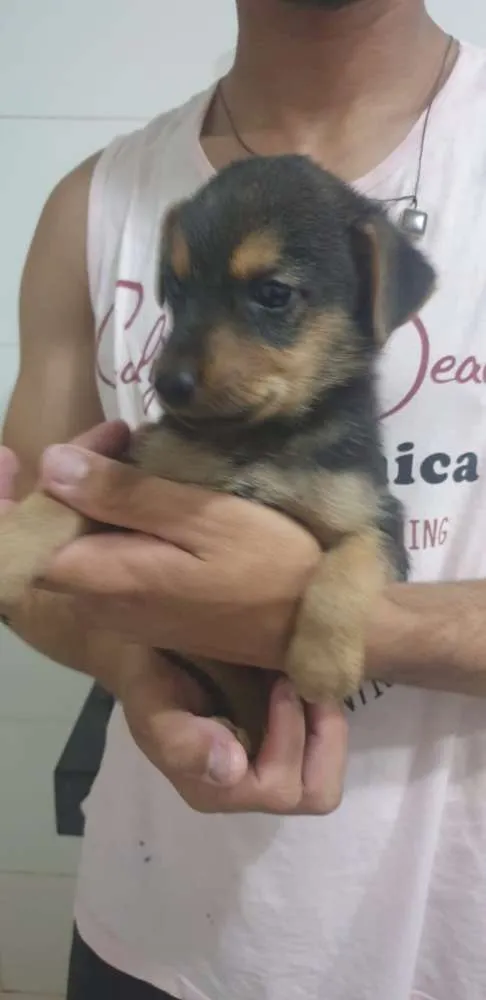 Cachorro ra a Sem raça definida idade Abaixo de 2 meses nome Filhotinho 