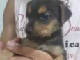 Filhotinho 