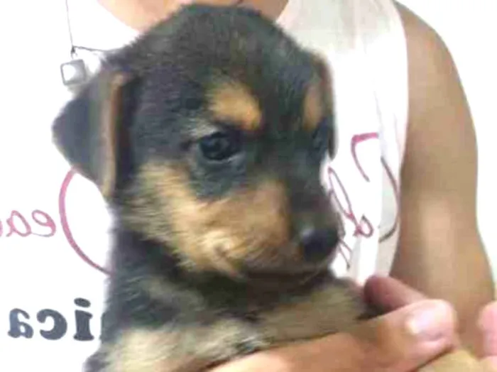 Cachorro ra a Sem raça definida idade Abaixo de 2 meses nome Filhotinho 