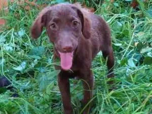 Cachorro raça SRD idade 2 a 6 meses nome Esmeralda