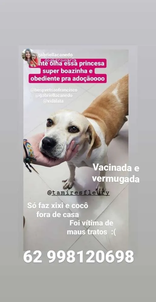 Cachorro ra a Sem raça definida idade 3 anos nome Lessie