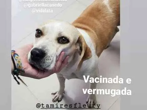 Cachorro ra a Sem raça definida idade 3 anos nome Lessie