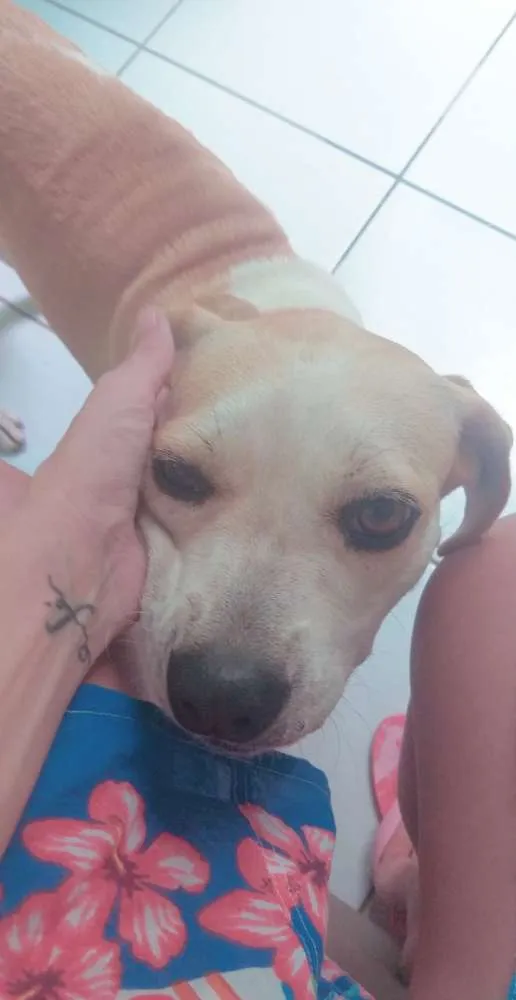 Cachorro ra a Sem raça definida idade 3 anos nome Lessie