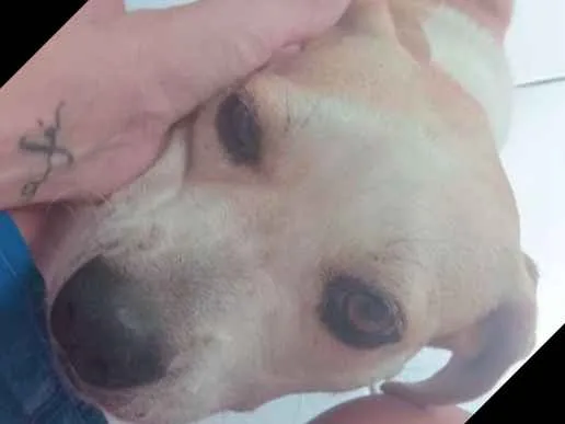 Cachorro ra a Sem raça definida idade 3 anos nome Lessie