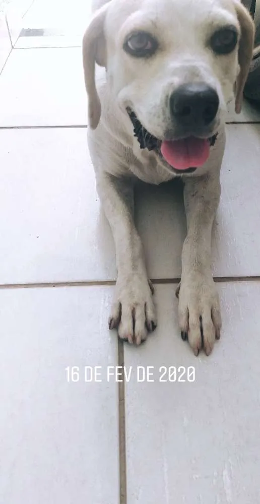 Cachorro ra a Sem raça definida idade 3 anos nome Lessie