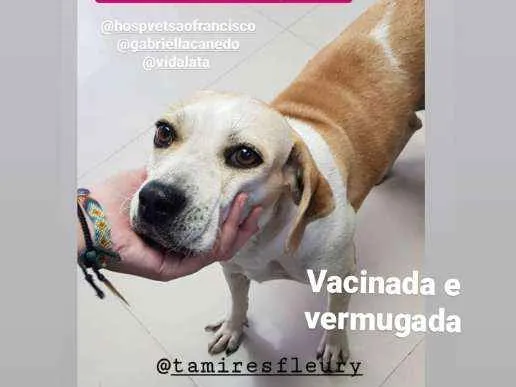 Cachorro ra a Sem raça definida idade 3 anos nome Lessie