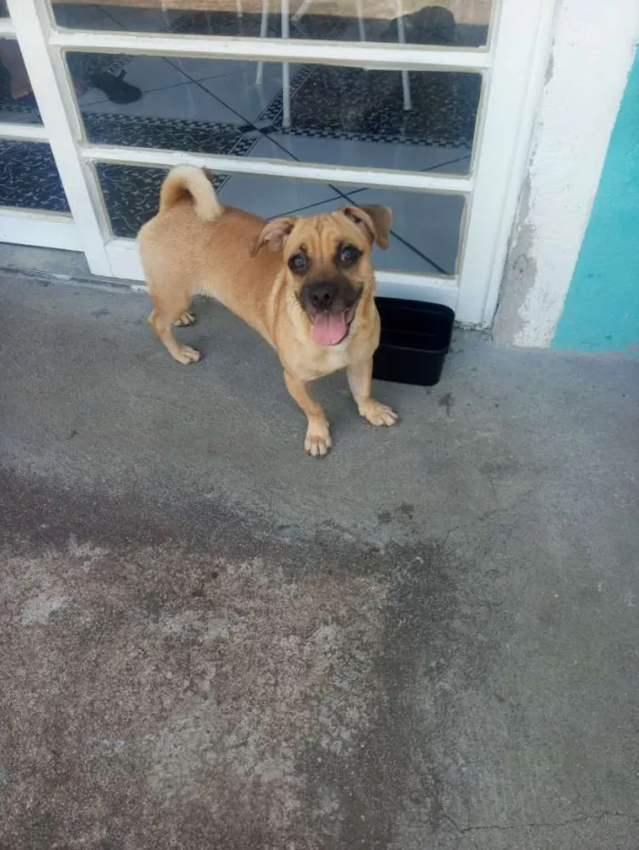 Cachorro ra a Sem raça definida idade 1 ano nome Sem nome