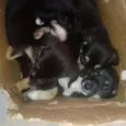 Pretinhos