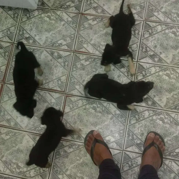 Cachorro ra a Não definida idade 2 a 6 meses nome Pretinhos