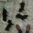 Pretinhos