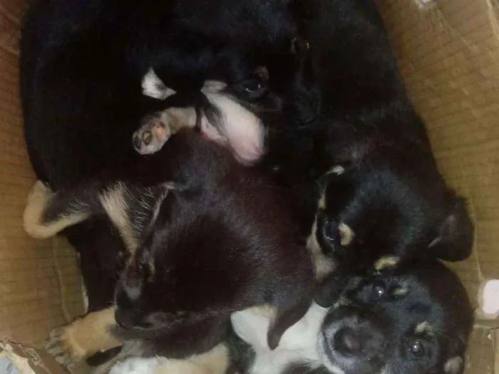 Cachorro ra a Não definida idade 2 a 6 meses nome Pretinhos