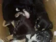 Pretinhos