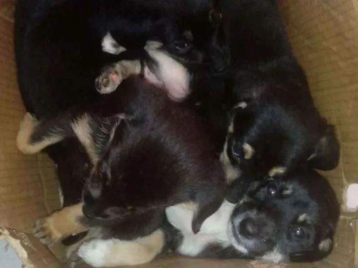 Cachorro ra a Não definida idade 2 a 6 meses nome Pretinhos