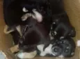 Pretinhos